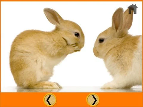 Рецензии fantastic rabbits pictures for kids - free