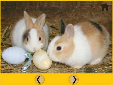 beautiful rabbits for all kids - free game beautiful rabbits for all kids - free game