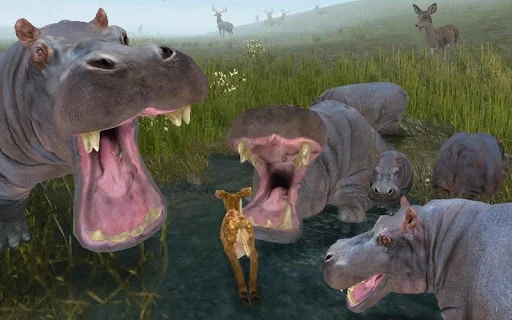 Life Of Deer Life Of Deer