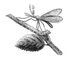 Статьи по O Mosquito Thomas (itch)