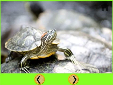 funny turtle for kids - free game funny turtle for kids - free game