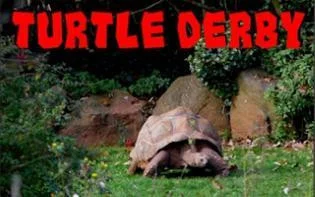 Turtle Derby (itch) Turtle Derby (itch)