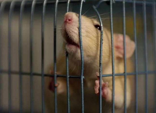 Rat in a Cage (itch) Rat in a Cage (itch)