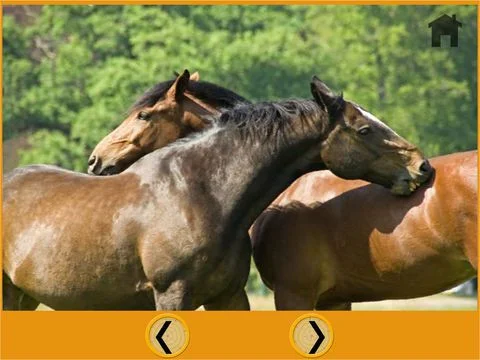 Рецензии talented horses for kids - free