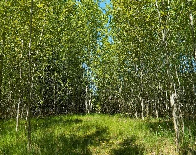 Masters Society (itch) Masters Society (itch)