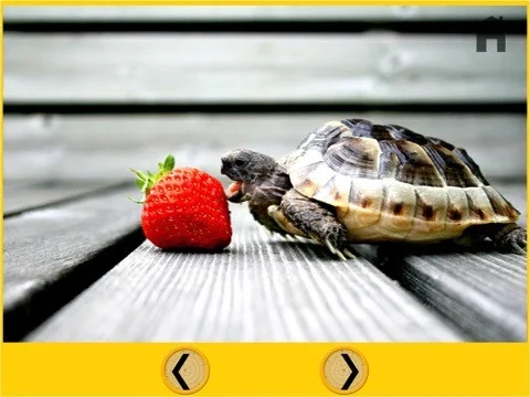 captivating turtles for kids - free captivating turtles for kids - free