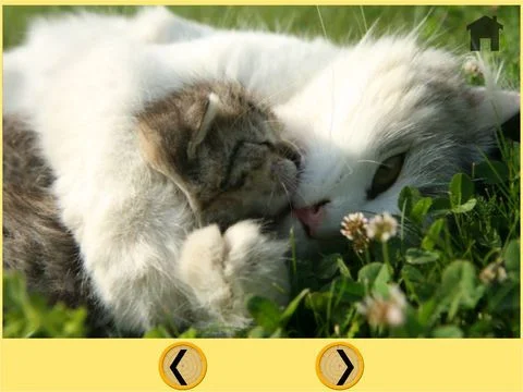 cats and my kids free