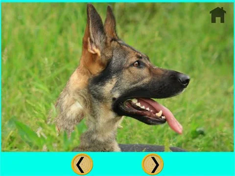 competition for dogs - free game competition for dogs - free game