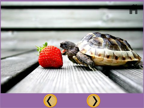 irresistible turtles for kids - free irresistible turtles for kids - free