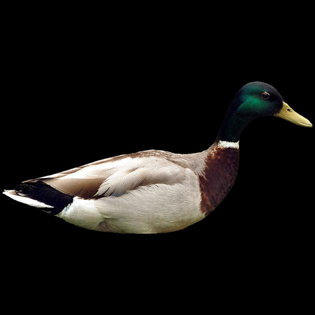 encouraging duck (itch) encouraging duck (itch)