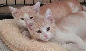 Jumping Cats (itch)