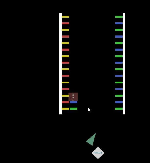 DNA Replication (itch)