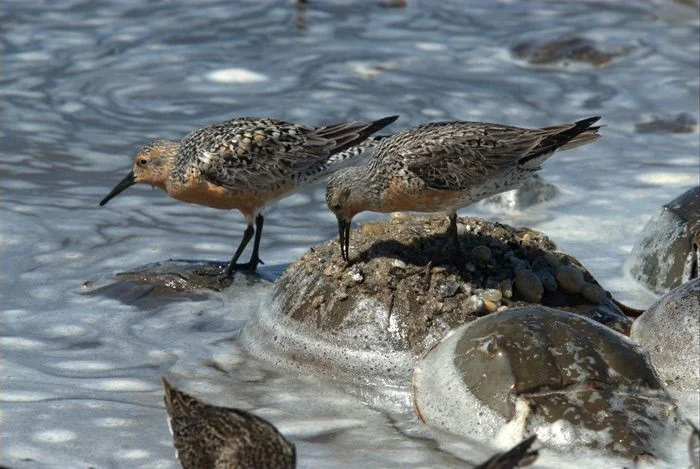 Horseshoe Crab Eggs Benedict (itch) Horseshoe Crab Eggs Benedict (itch)
