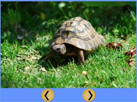 Новости о turtles delighful for kids - free