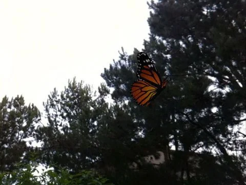 Статьи по Live Butterflies