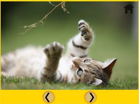 competition for cats - free game competition for cats - free game