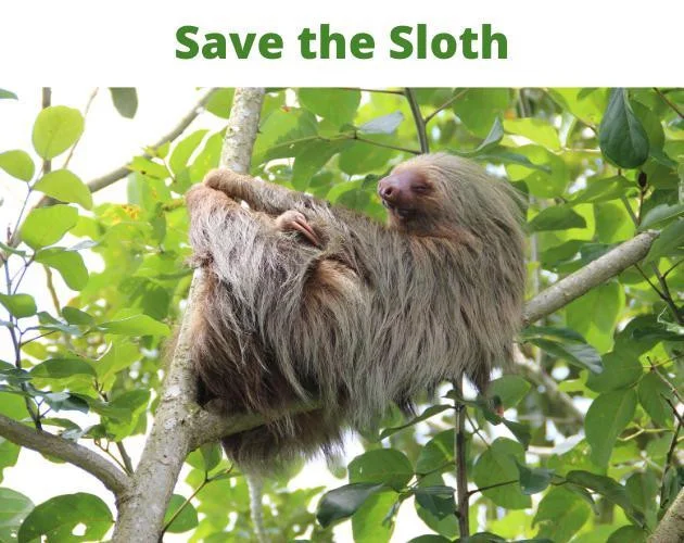 Save the Sloth - Lexi Olsen (itch) Save the Sloth - Lexi Olsen (itch)