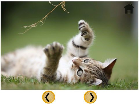 prodigious cats for kids - free prodigious cats for kids - free