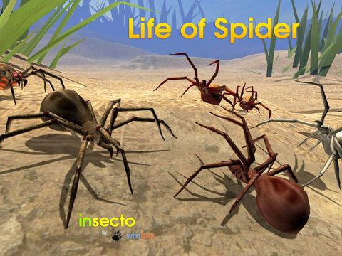 Life Of Spider Life Of Spider
