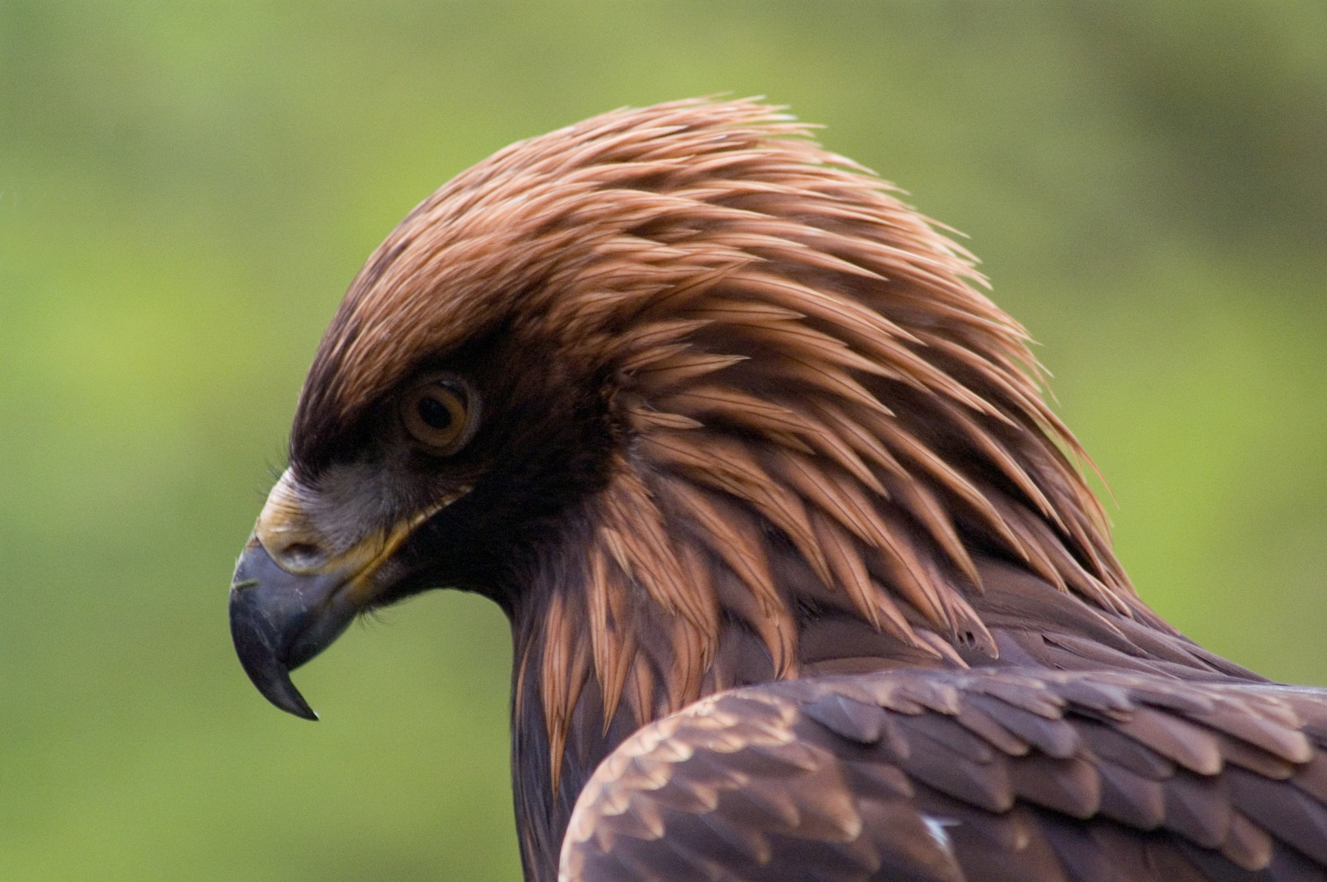 Aquila Rapax (itch) Aquila Rapax (itch)