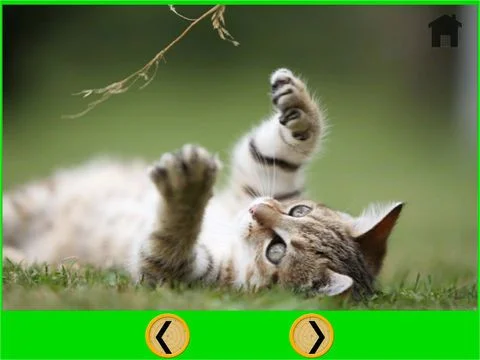 splendid cats for kids - free splendid cats for kids - free
