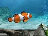 Рецензии My Aquarium