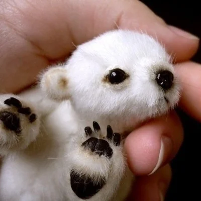 The Life of a Polar Bear! (itch) The Life of a Polar Bear! (itch)
