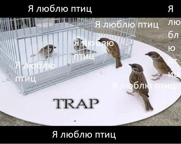 I Love Birds (itch) I Love Birds (itch)