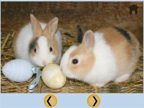 lovely rabbits for kids - free