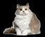 Рецензии Pawpocalypse Meow (itch)