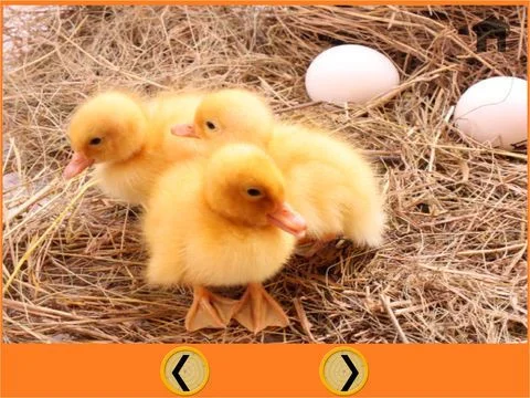 my favorite farm animals - free