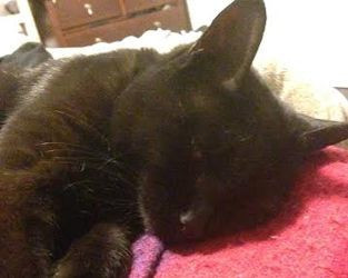 Stuff on My Cat (itch) Stuff on My Cat (itch)