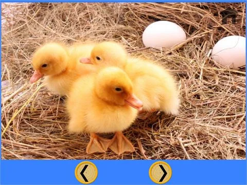 my kids and farm animals - free my kids and farm animals - free