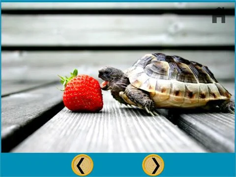 turtles of my kids - free turtles of my kids - free