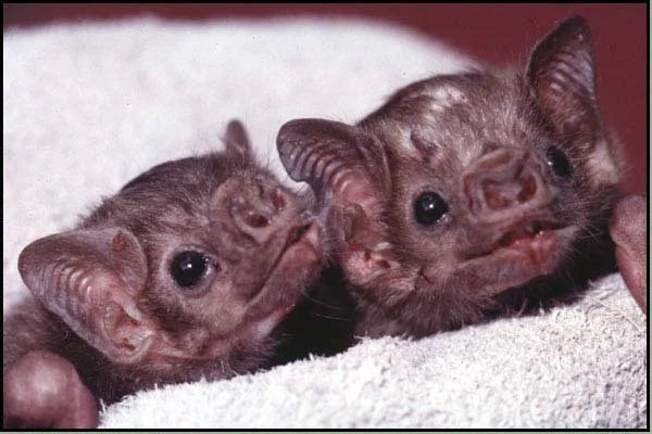 Vampire Baby (itch)