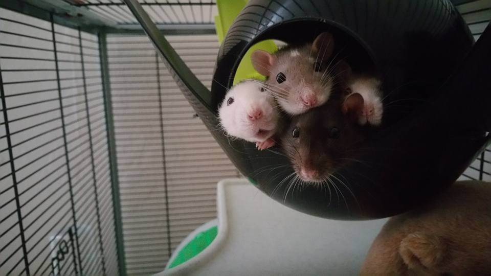 [a rat dining adventure] (itch)