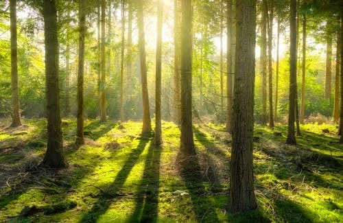 ForgottenForest (itch) ForgottenForest (itch)