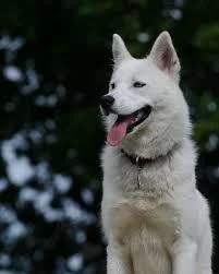 The Wolf Within (itch) The Wolf Within (itch)