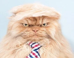 Ronald The Cat (itch)
