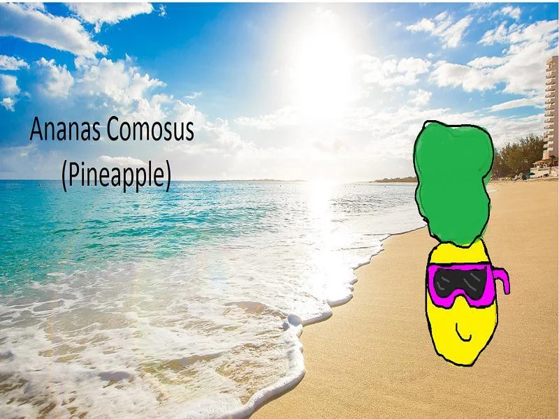 Ananas Comosus (itch) Ananas Comosus (itch)