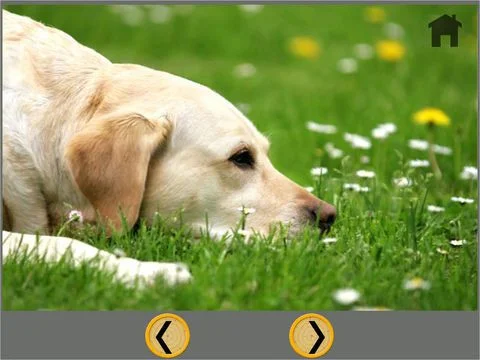 kids dogs lovers - free kids dogs lovers - free