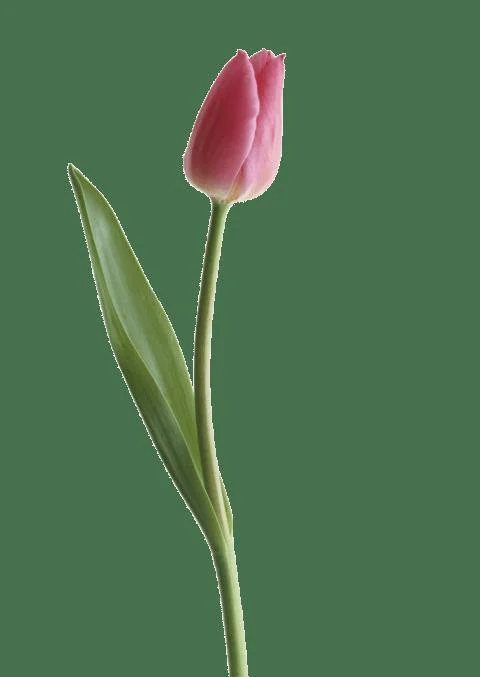 Spaghetti, Mercury, Tulip (itch)