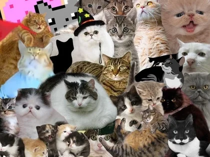SpacE PonG ft. Cats (itch) SpacE PonG ft. Cats (itch)