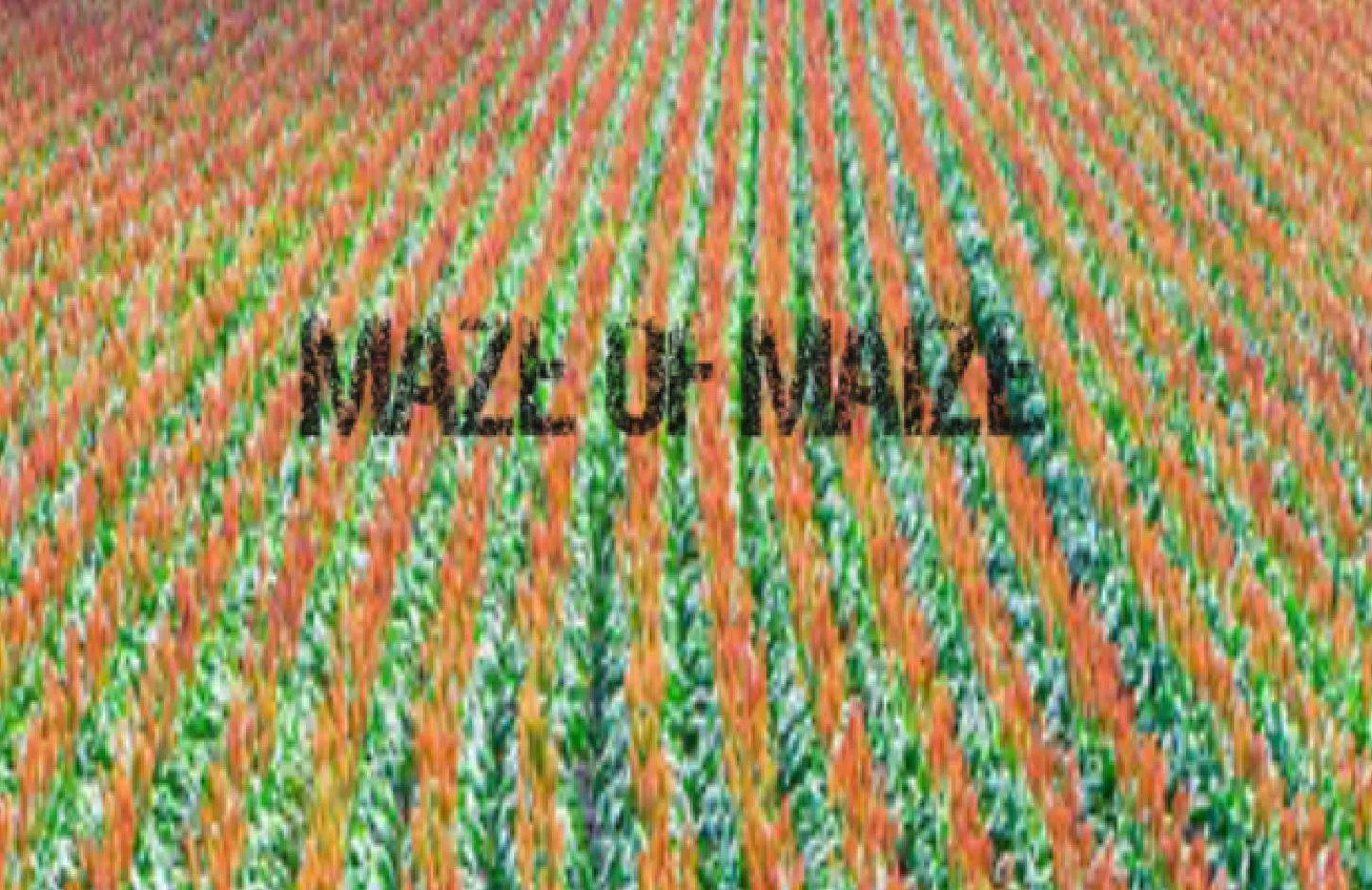 Maze of Maize (itch) Maze of Maize (itch)