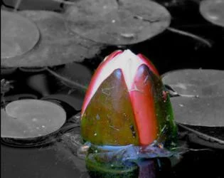 Lily Seed (itch) Lily Seed (itch)