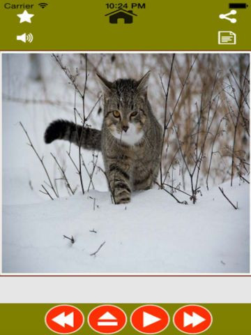 Animal Sounds Planet-Identify animal name with sounds Animal Sounds Planet-Identify animal name with sounds