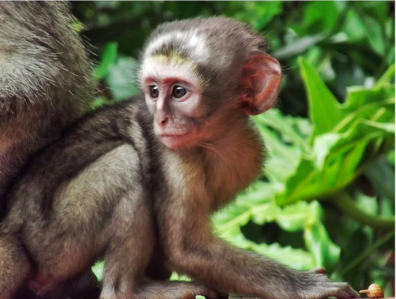 Save The Primates (itch) Save The Primates (itch)