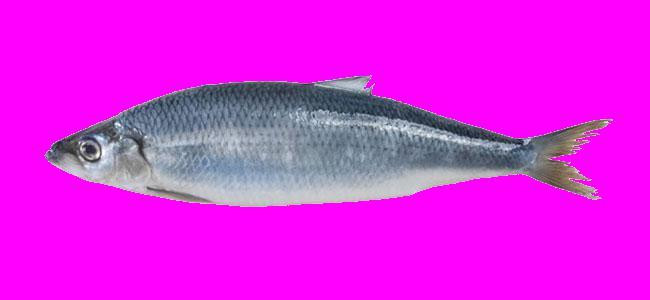Статьи по FISH FISH FISH FISH FISH FISH (itch)