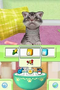 Petz Kittens Petz Kittens