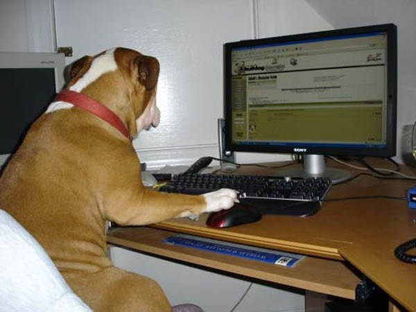 A Dog's Day (itch)